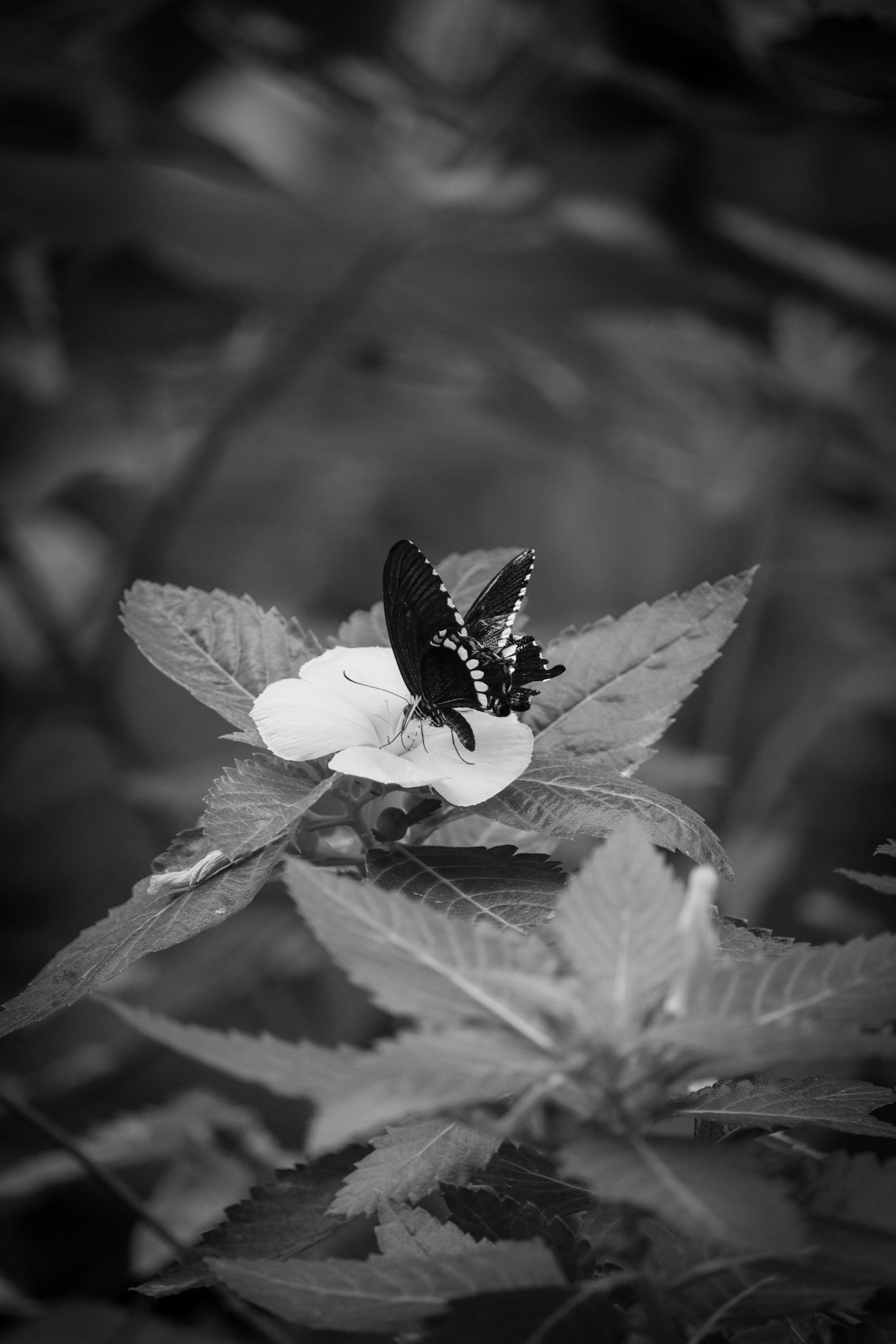 Butterfly on a flower, black and white