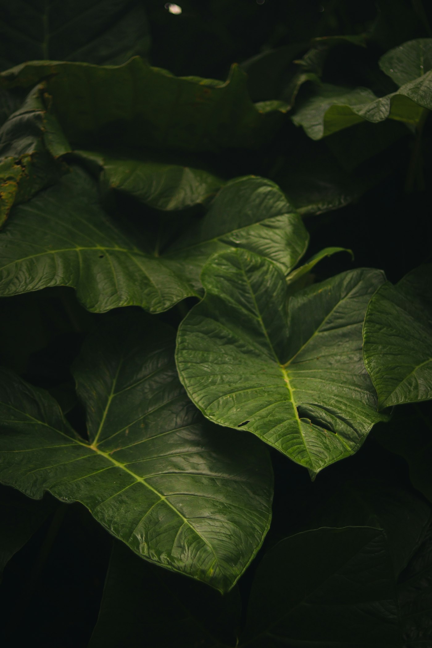 Close-up of a leafy plant