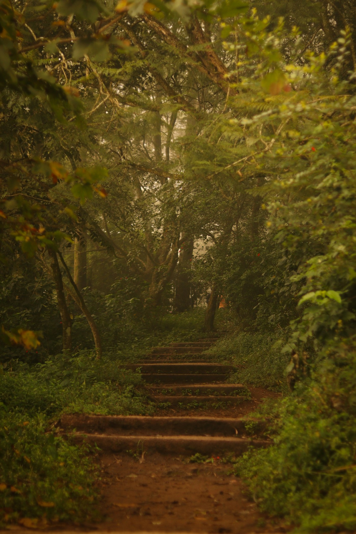 Forest path, Kerala