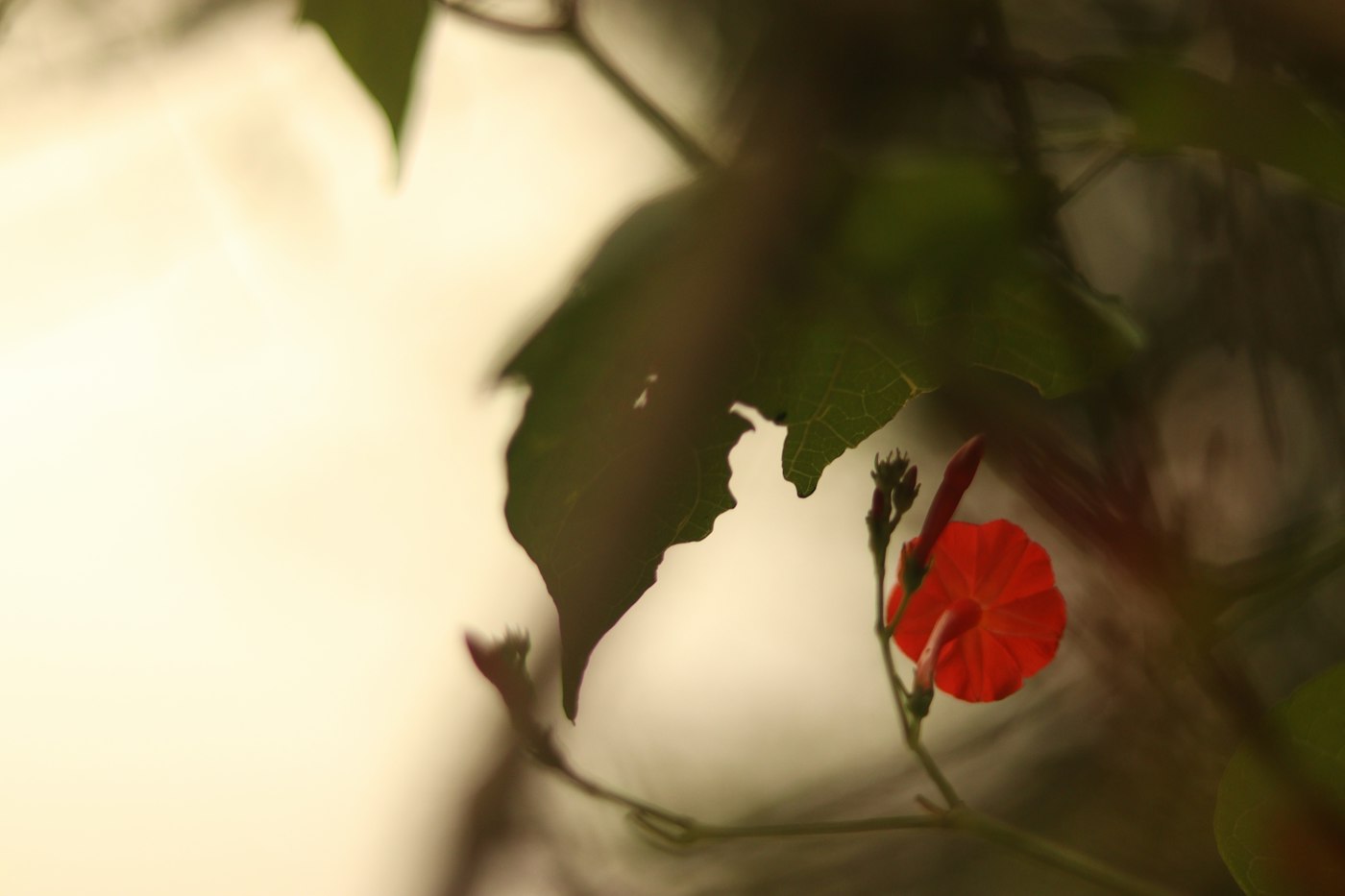 Red flower