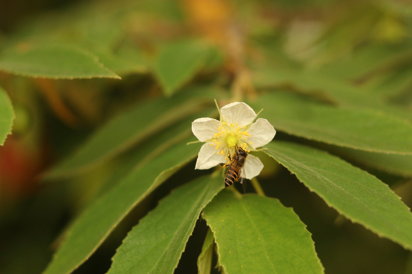 Small white flower on a leaf